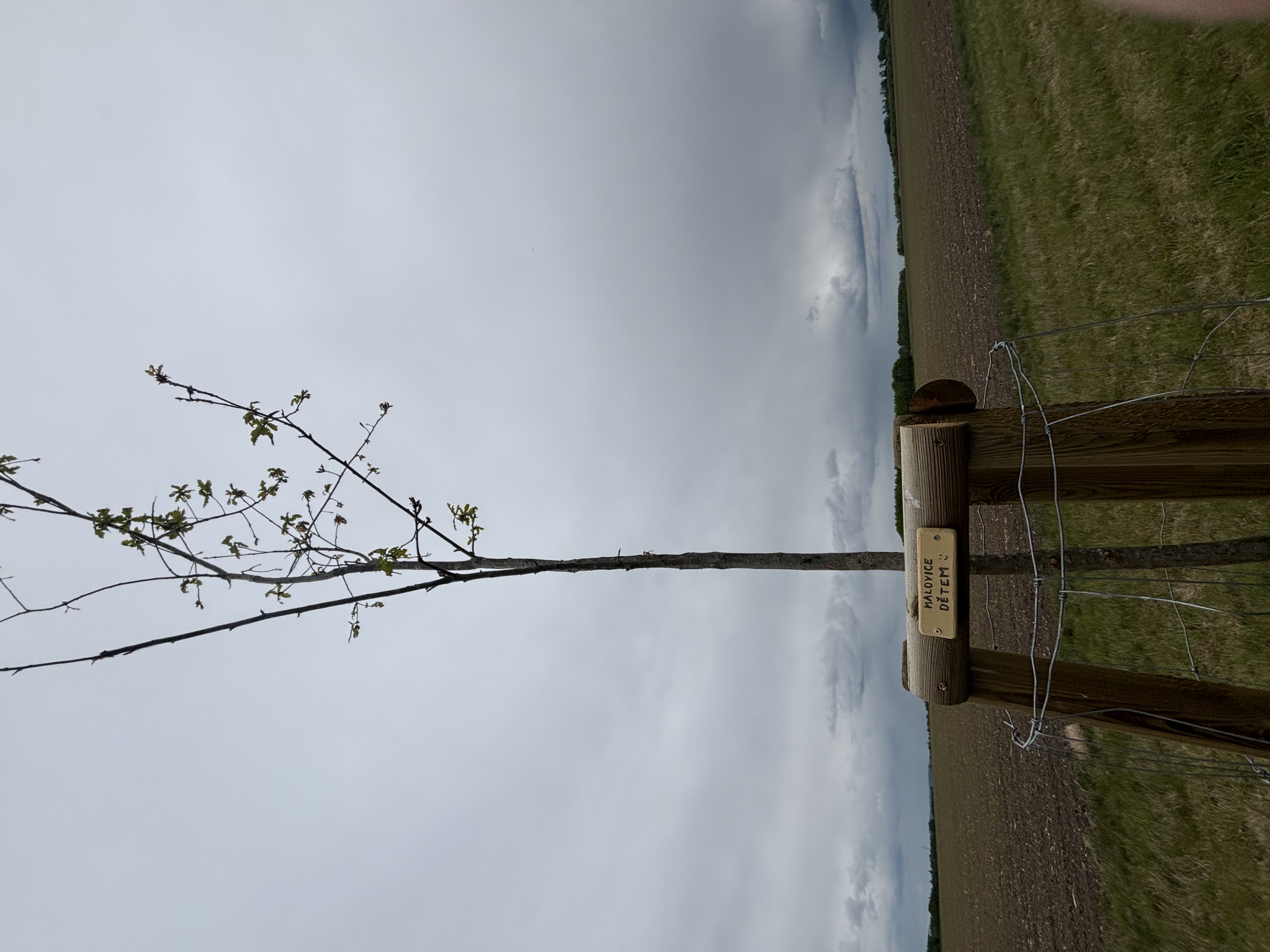 Adoptuj si strom 2026 10